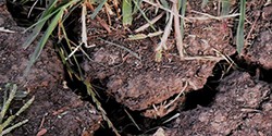 Closeup image of cracked soil with weeds growing from it