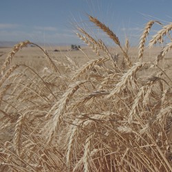 Closeup image of stalks of wheat in a field